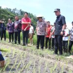 "Bupati FDW Turun Ke Sawah" Giat Tanam Padi FB_IMG_1759396407031